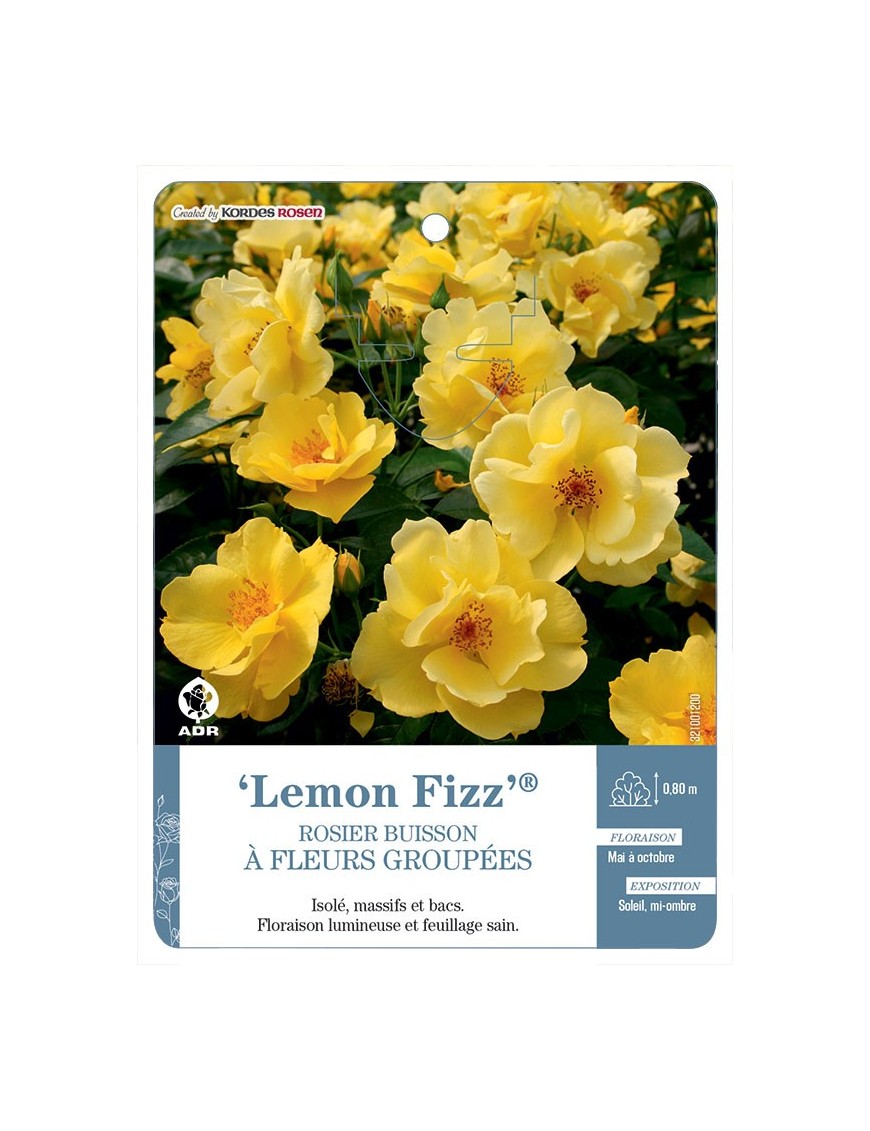 Lemon Fizz® Rosier à fleurs groupées