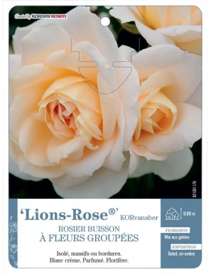 Lions-Rose® KORvanaber Rosier à fleurs groupées