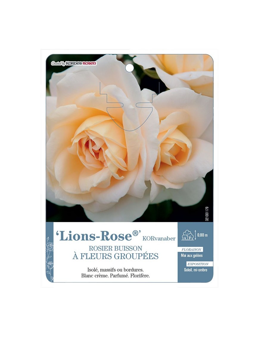 Lions-Rose® KORvanaber Rosier à fleurs groupées