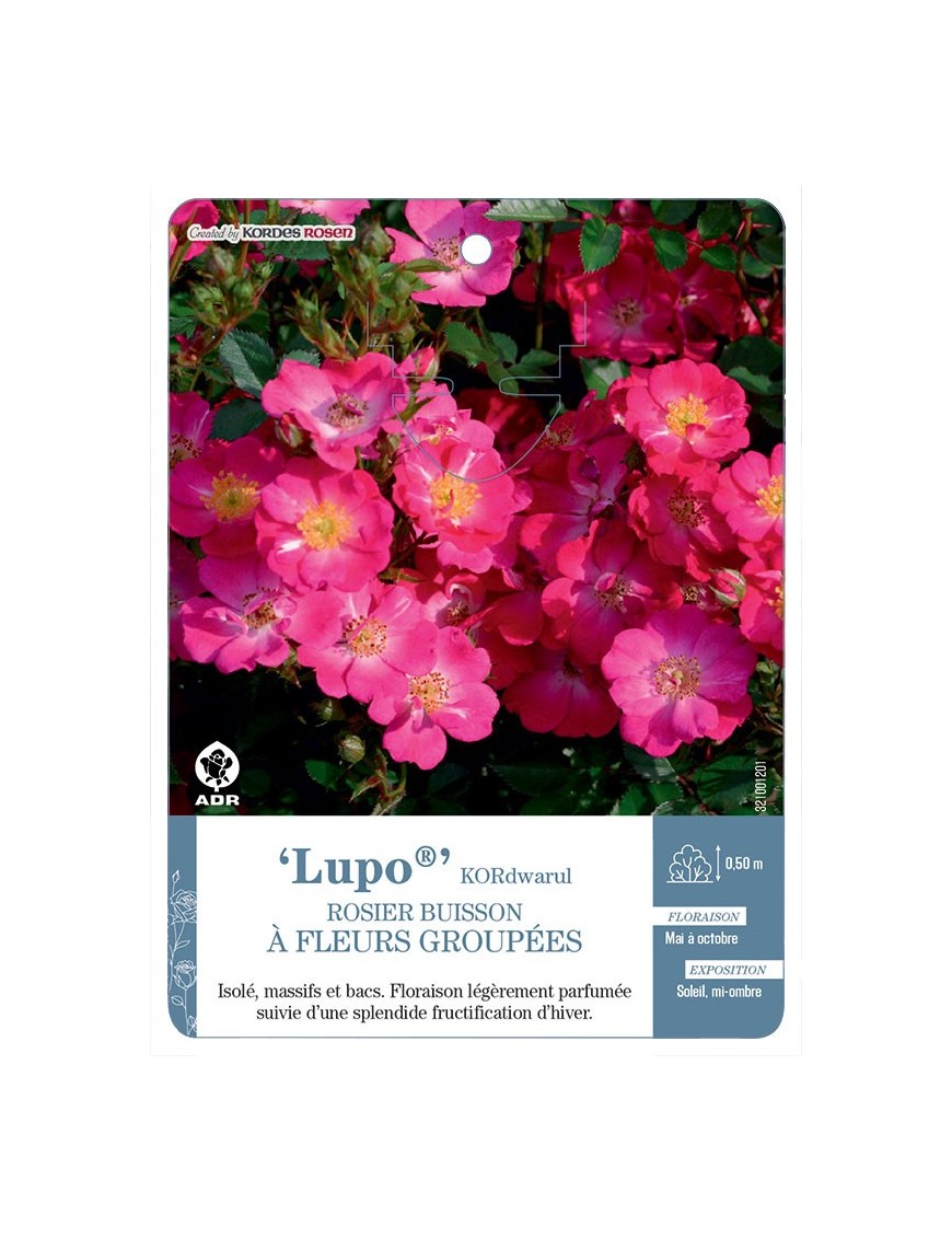 Lupo® KORdwarul Rosier à fleurs groupées