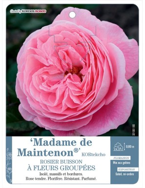 Madame de Maintenon® KORtekcho Rosier à fleurs groupées
