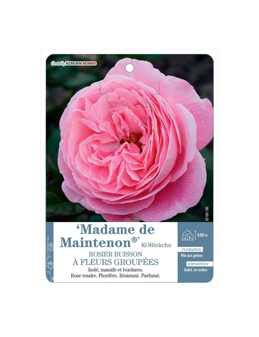 Madame de Maintenon® KORtekcho Rosier à fleurs groupées