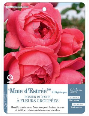 Mme d’Estrée® KORgehaque Rosier à fleurs groupées