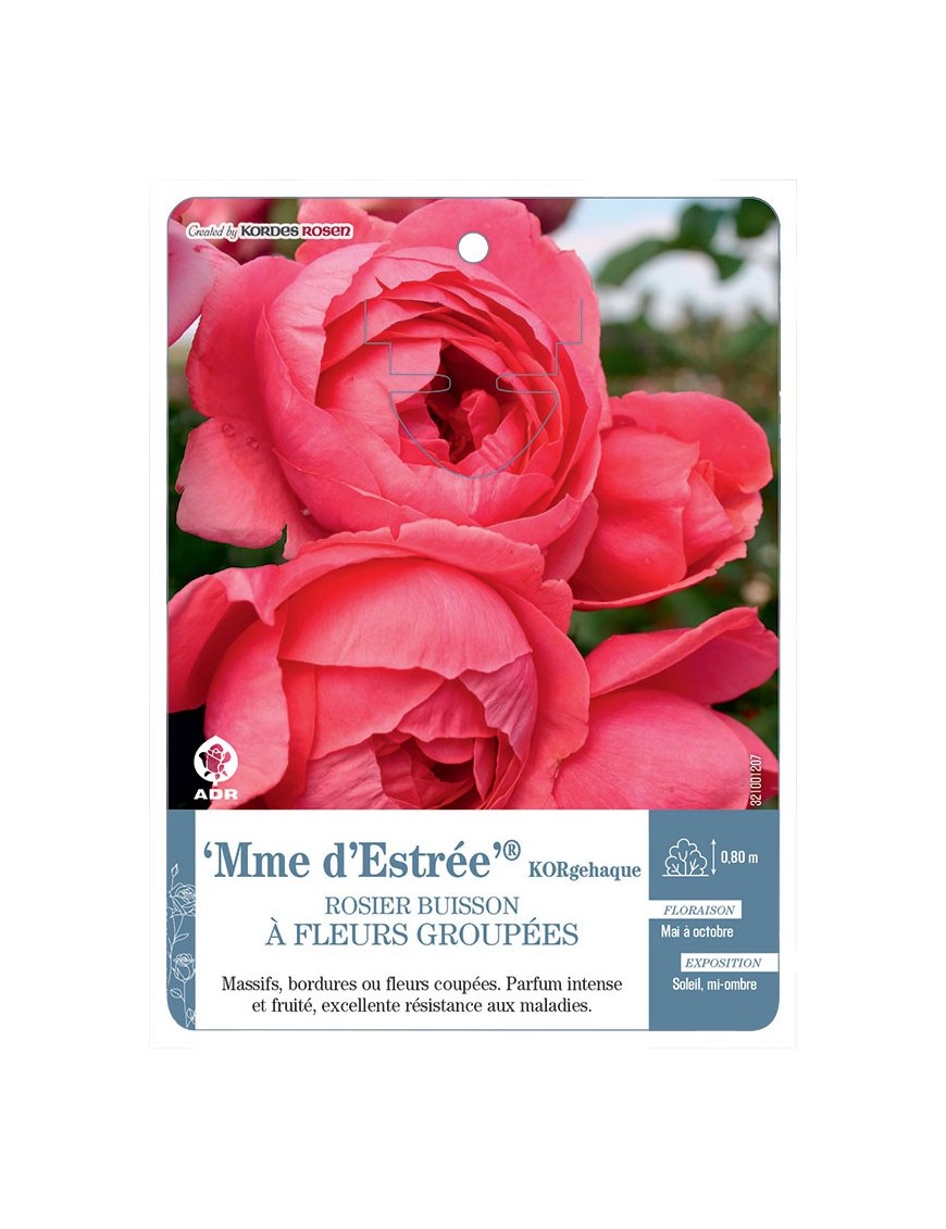 Mme d’Estrée® KORgehaque Rosier à fleurs groupées