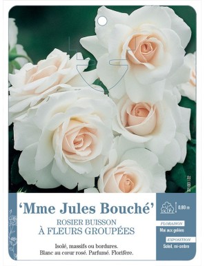 Mme Jules Bouché Rosier à fleurs groupées