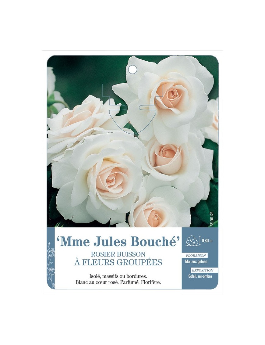 Mme Jules Bouché Rosier à fleurs groupées