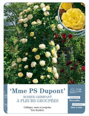 Mme PS Dupont Rosier à fleurs groupées