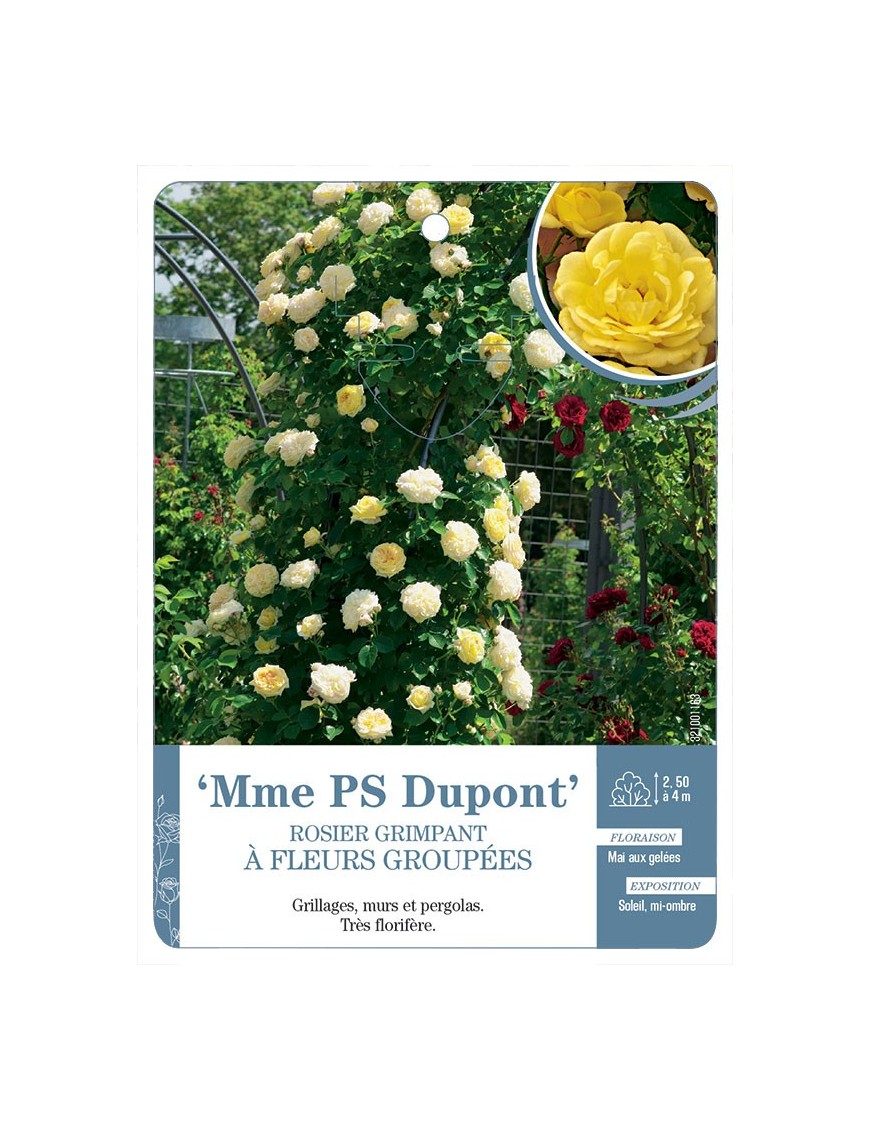 Mme PS Dupont Rosier à fleurs groupées