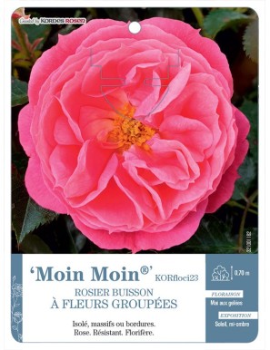 Moin Moin® KORfloci23 Rosier à fleurs groupées