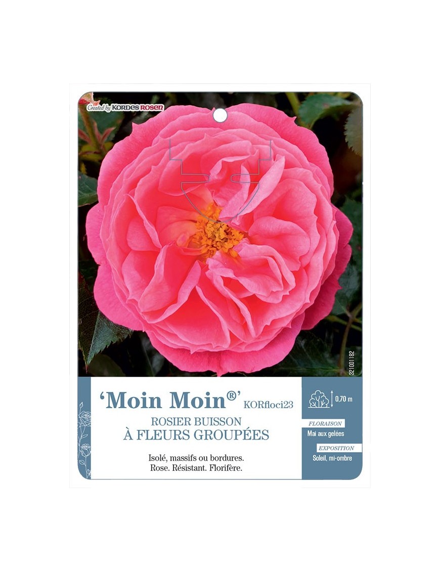 Moin Moin® KORfloci23 Rosier à fleurs groupées