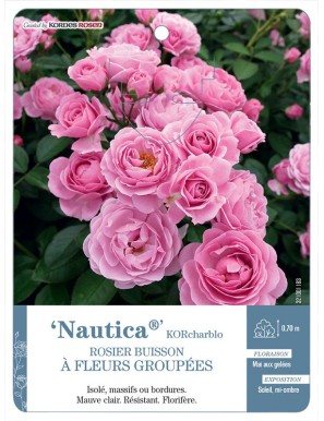 Nautica® KORcharblo Rosier à fleurs groupées