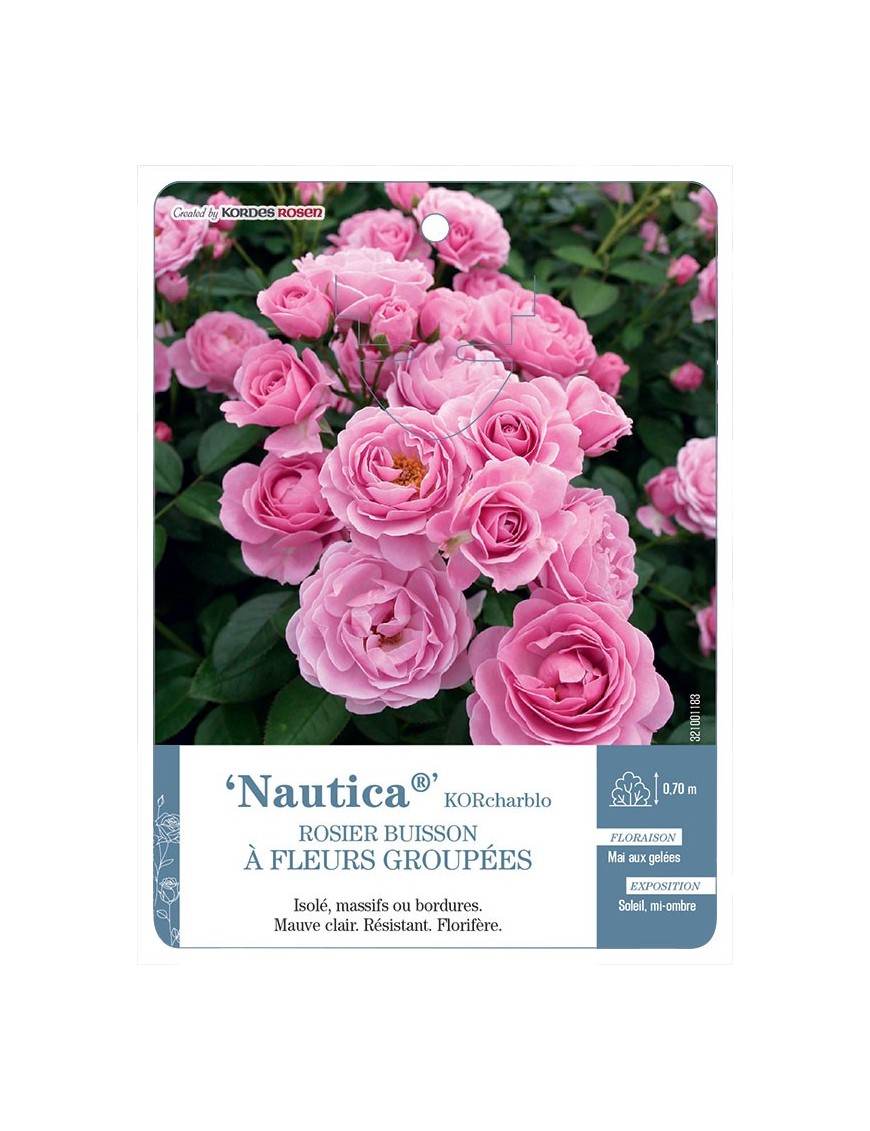 Nautica® KORcharblo Rosier à fleurs groupées