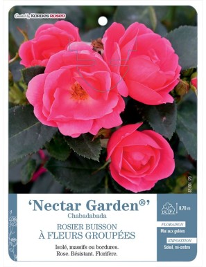 Nectar Garden® Chabadabada Rosier à fleurs groupées