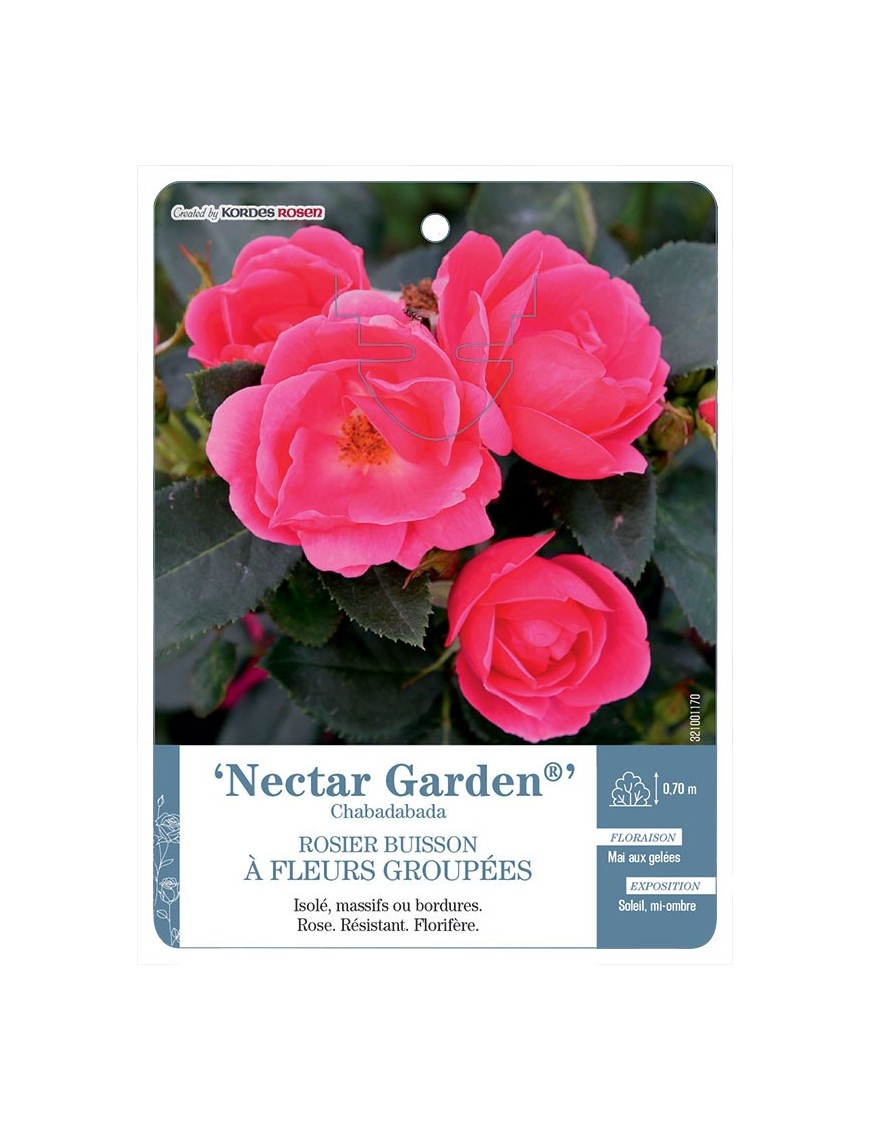 Nectar Garden® Chabadabada Rosier à fleurs groupées