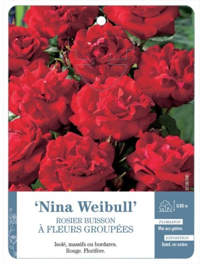 Nina Weibull Rosier à fleurs groupées