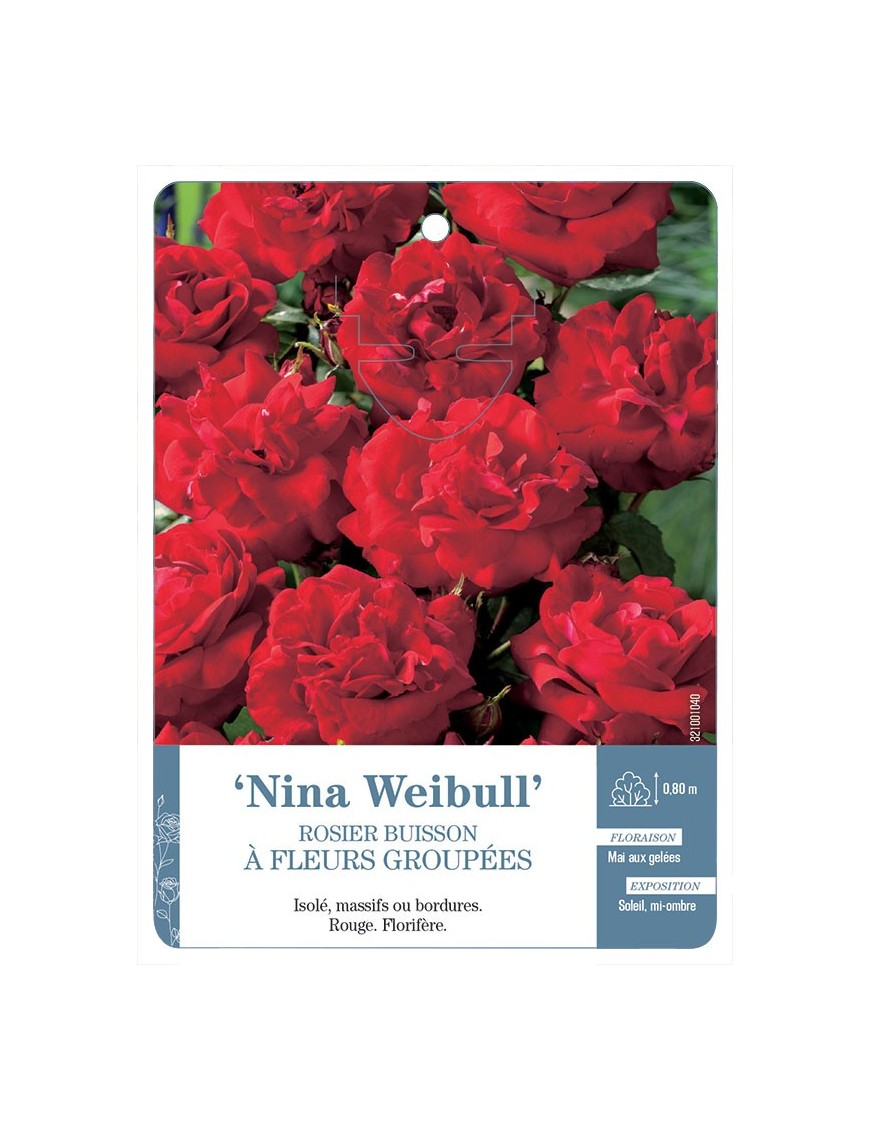 Nina Weibull Rosier à fleurs groupées