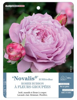 Novalis® KORfriedhar Rosier à fleurs groupées
