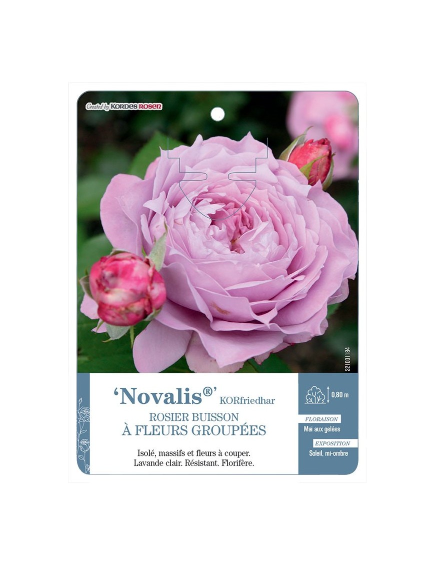 Novalis® KORfriedhar Rosier à fleurs groupées