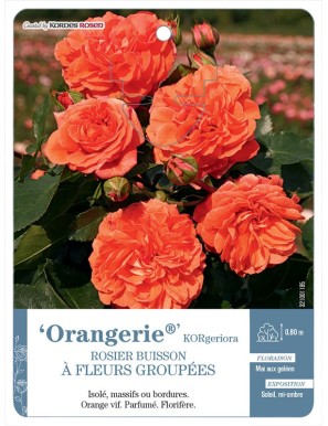 Orangerie® KORgeriora Rosier à fleurs groupées