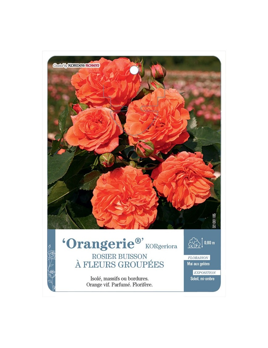 Orangerie® KORgeriora Rosier à fleurs groupées