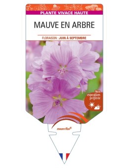 MALVA moschata voir Mauve en Arbre (rose)