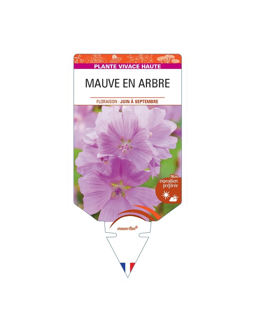 MALVA moschata voir Mauve en Arbre (rose)