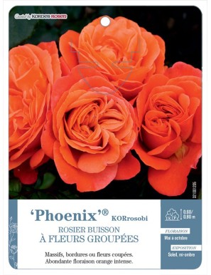 Phoenix® KORrosobi Rosier à fleurs groupées