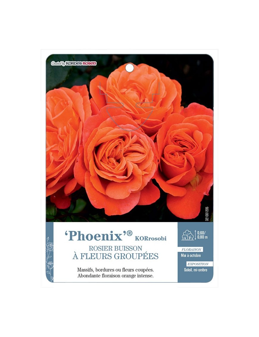 Phoenix® KORrosobi Rosier à fleurs groupées