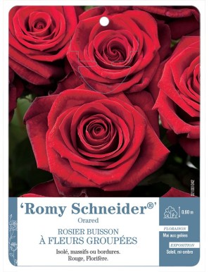 Romy Schneider® Oraded Rosier à fleurs groupées