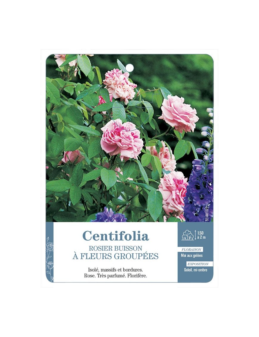 Rosa centifolia de Grasse Rosier à fleurs groupées