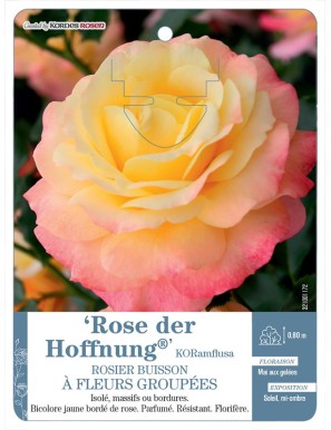 Rose Der Hoffnung® KORamflusa Rosier à fleurs groupées