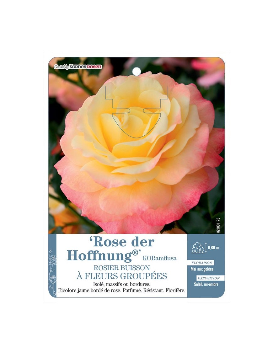 Rose Der Hoffnung® KORamflusa Rosier à fleurs groupées