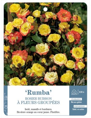 Rumba Rosier à fleurs groupées
