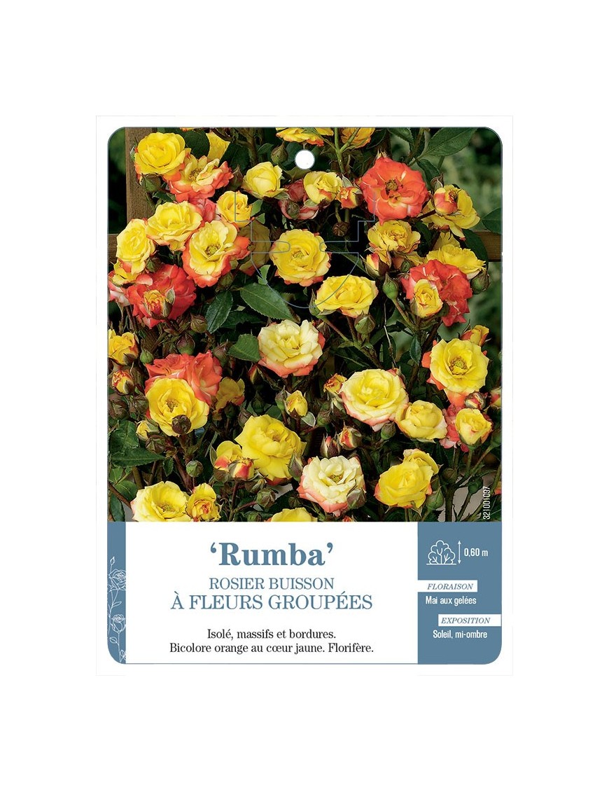 Rumba Rosier à fleurs groupées