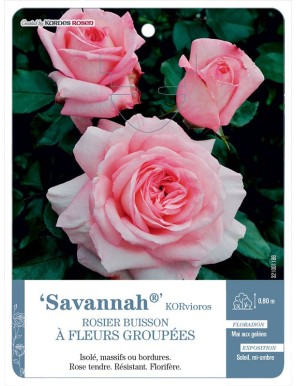 Savannah® KORvioros Rosier à fleurs groupées