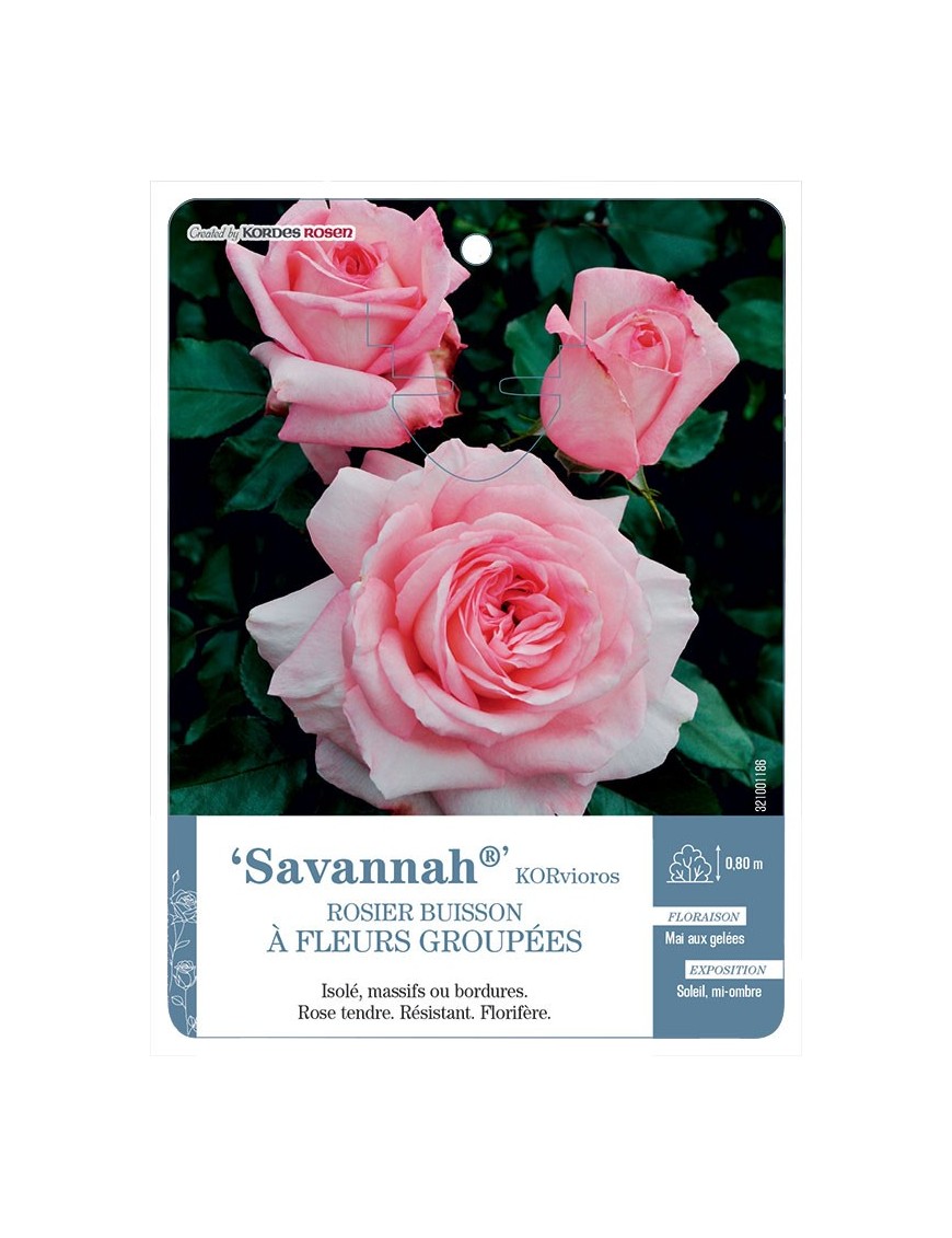 Savannah® KORvioros Rosier à fleurs groupées