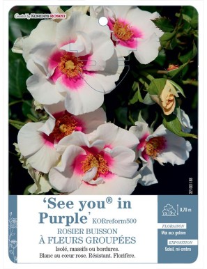 See you® in Purple KORreform500 Rosier à fleurs groupées