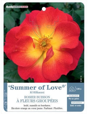 Summer of Love® KORfliaumi Rosier à fleurs groupées