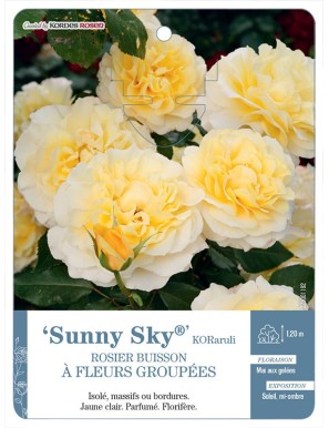 Sunny Sky® KORaruli Rosier à fleurs groupées
