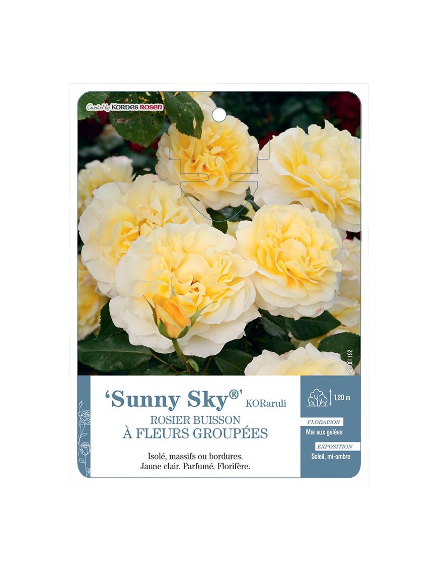 Sunny Sky® KORaruli Rosier à fleurs groupées