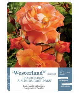 Westerland® Korwest Rosier à fleurs groupées
