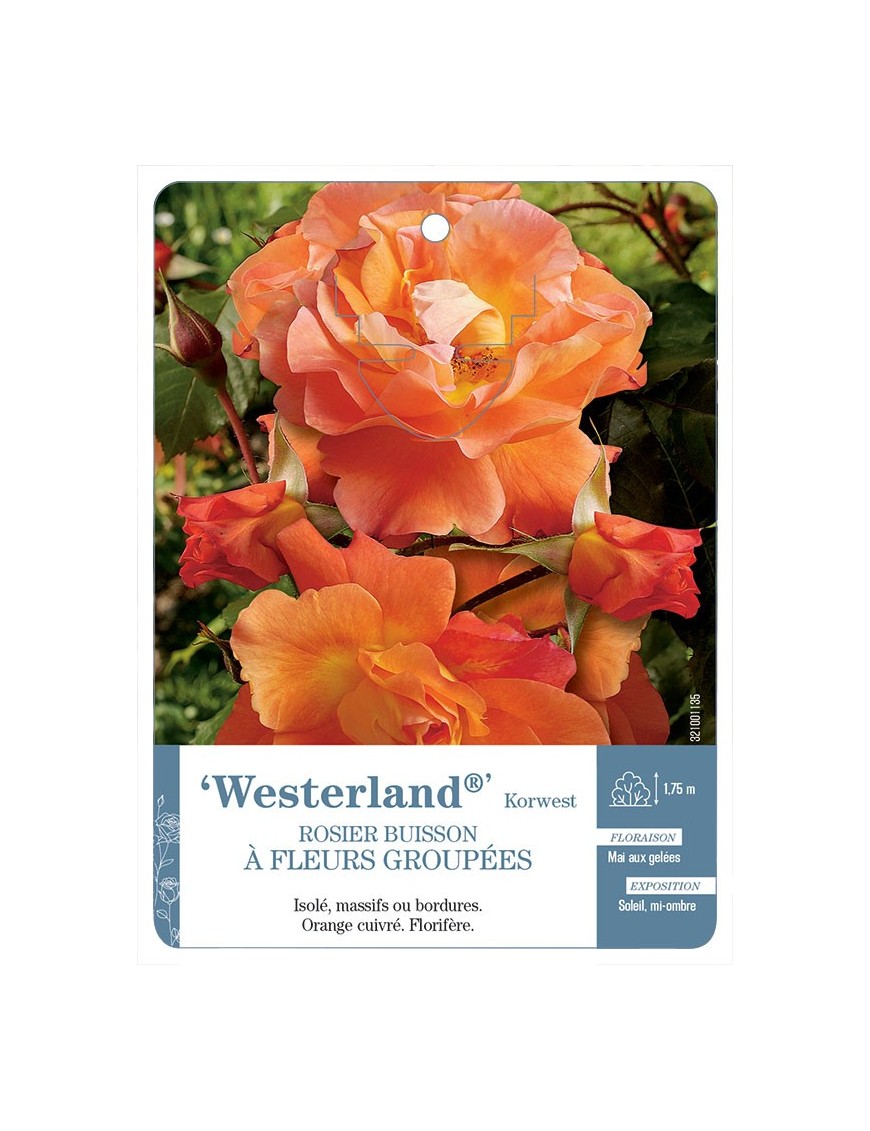 Westerland® Korwest Rosier à fleurs groupées