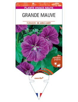 MALVA sylvestris mauritiana voir Grande Mauve