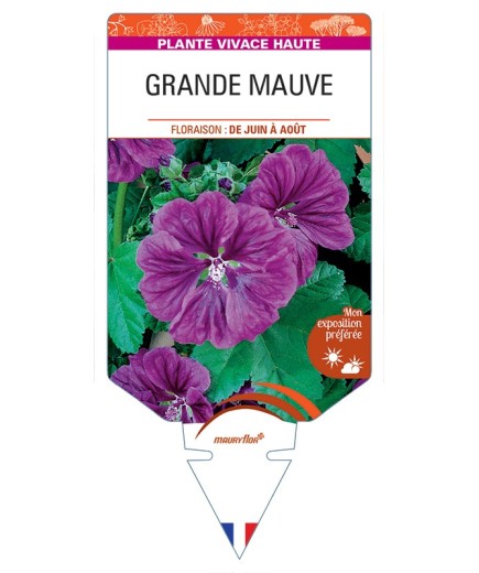 MALVA sylvestris mauritiana voir Grande Mauve