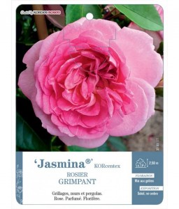 Jasmina® KORcentex Rosier grimpant