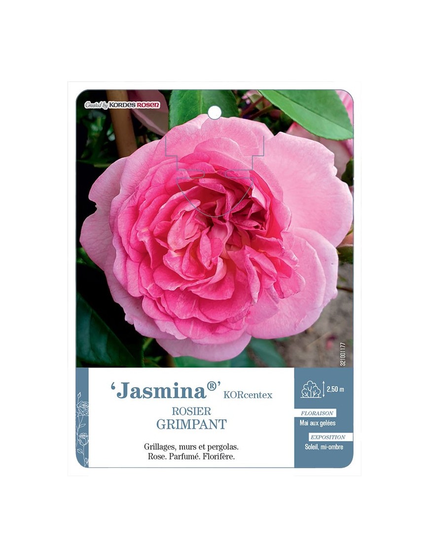 Jasmina® KORcentex Rosier grimpant