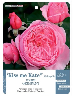 Kiss me Kate® KORnagelio Rosier grimpant