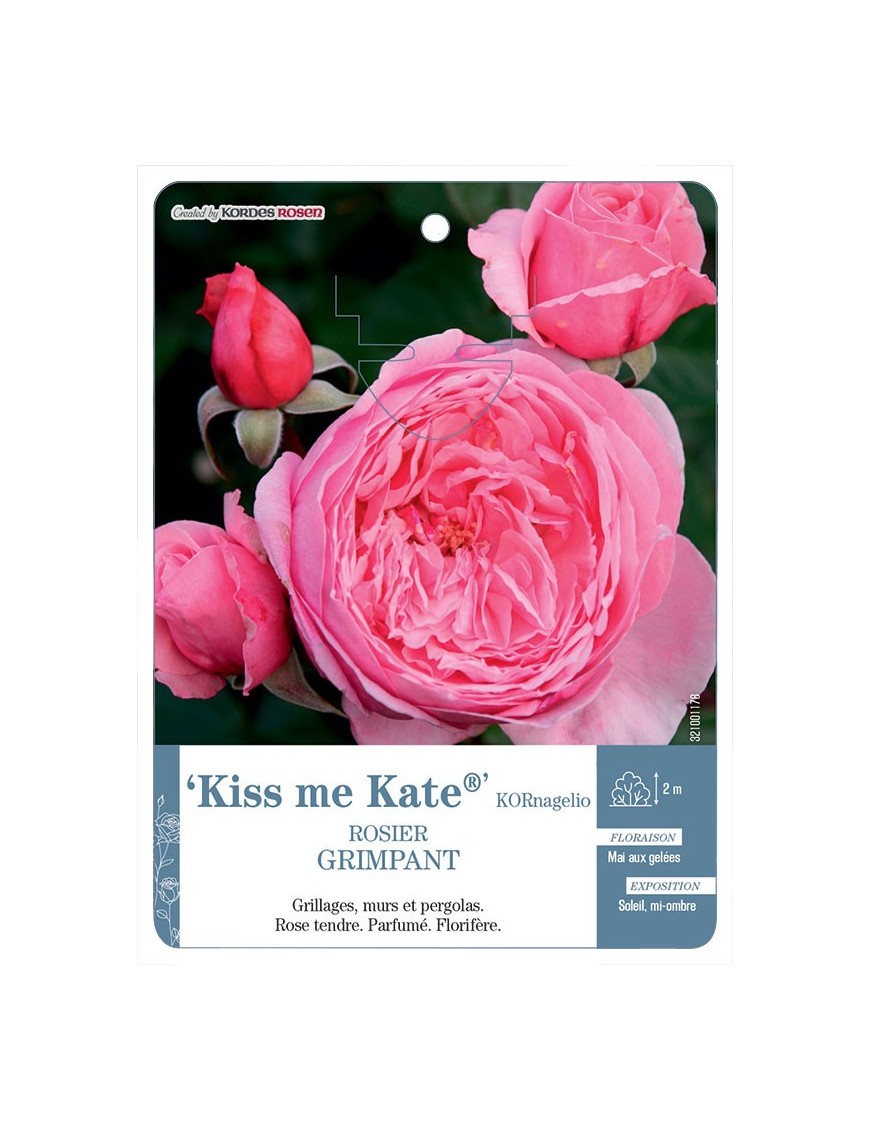 Kiss me Kate® KORnagelio Rosier grimpant