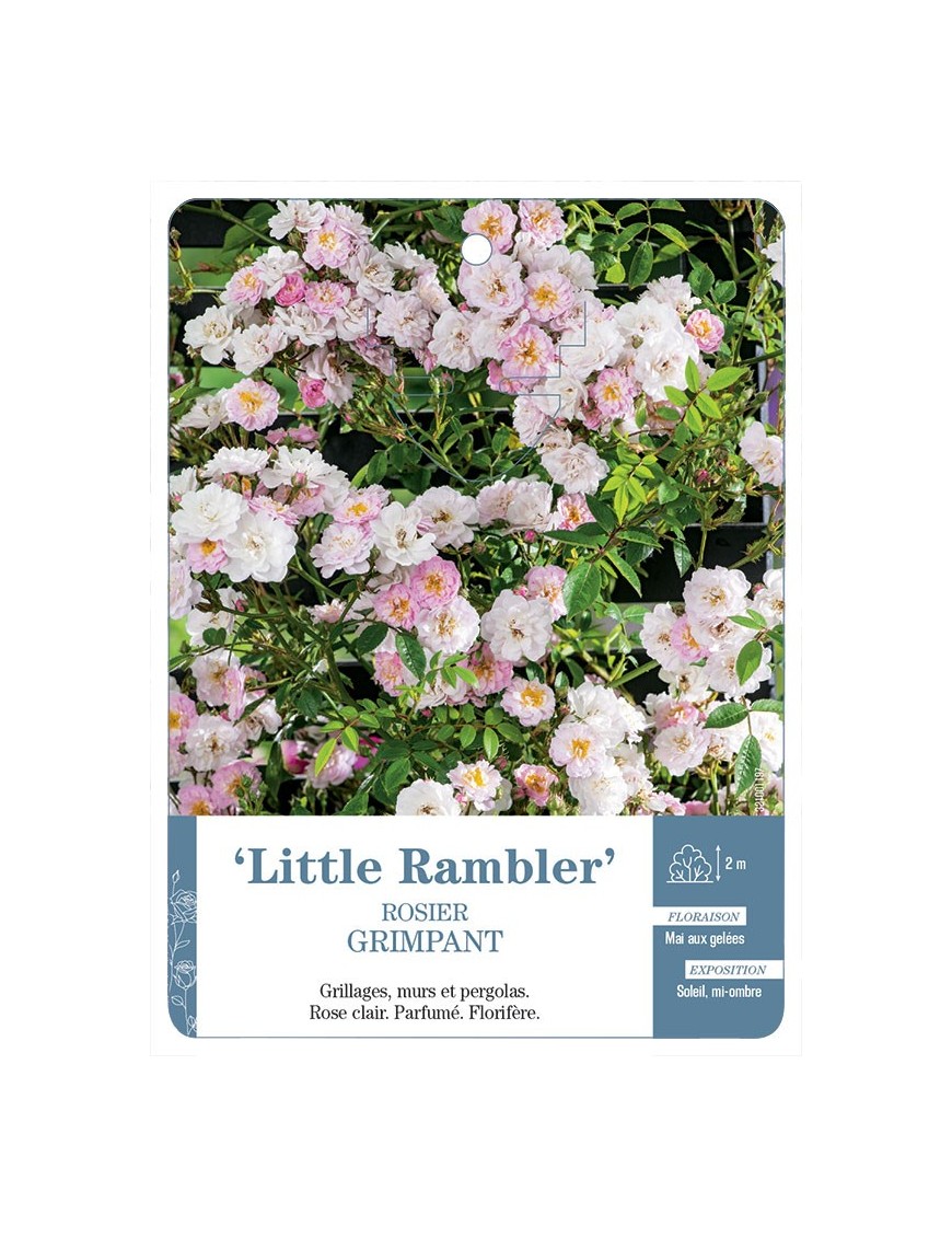 Lille Rambler Rosier grimpant