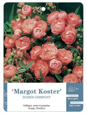 Margot Koster Rosier grimpant